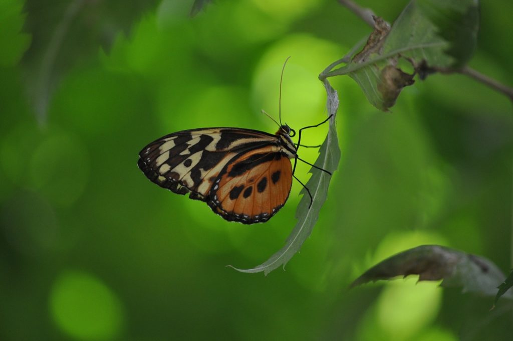 Butterfly sitting on a green leaf