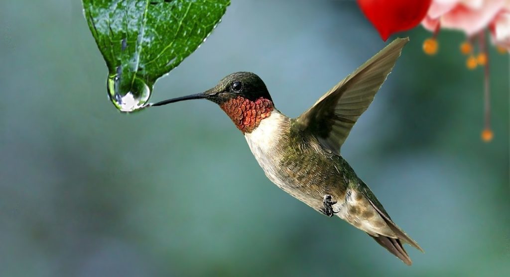 Photo of a hummingbird sipping a drop of water from a leaf